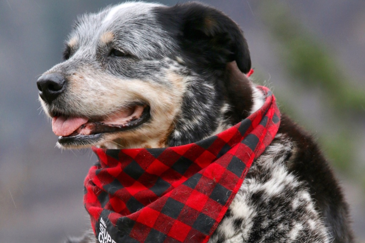 Pe’ahi goes bionic dog! photo