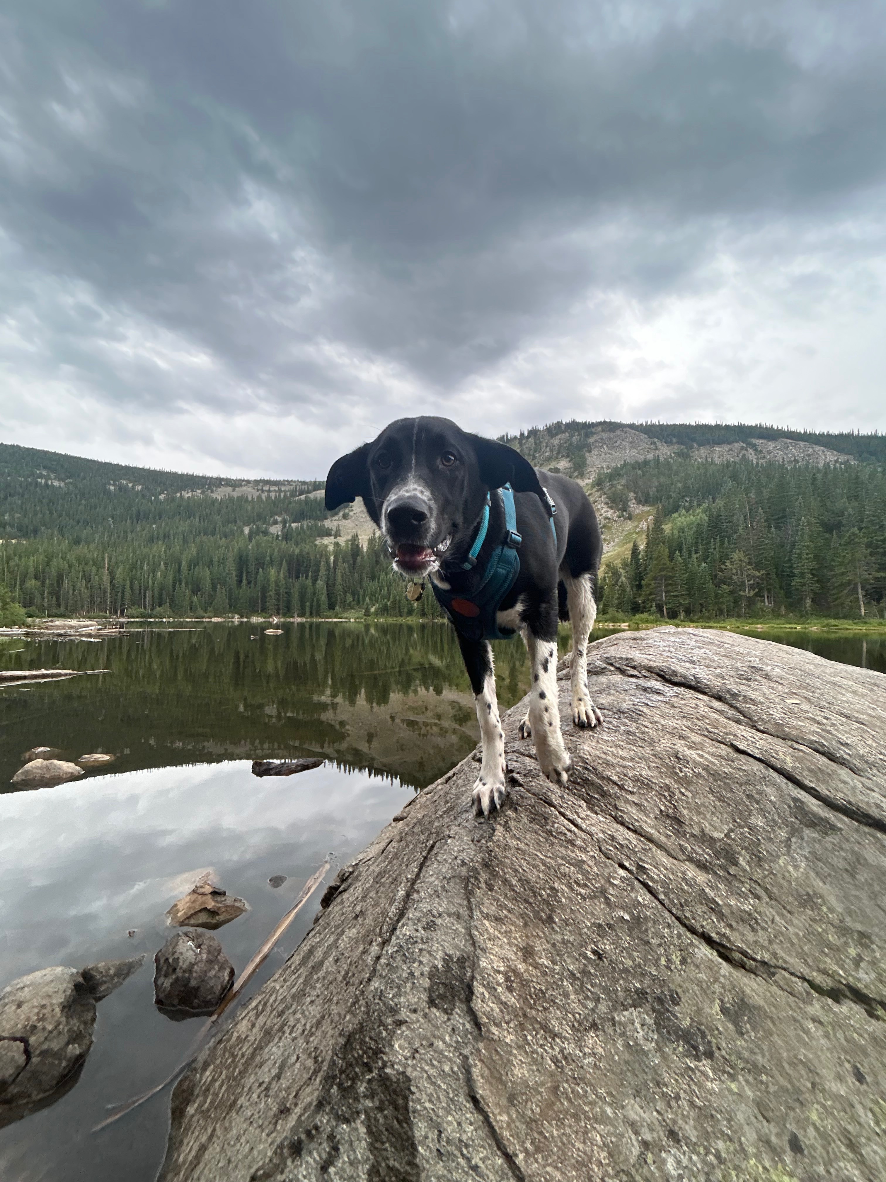 Surgery Medication Fundraiser by Madison Trinder : Helping Dax Get the Surgery He Needs