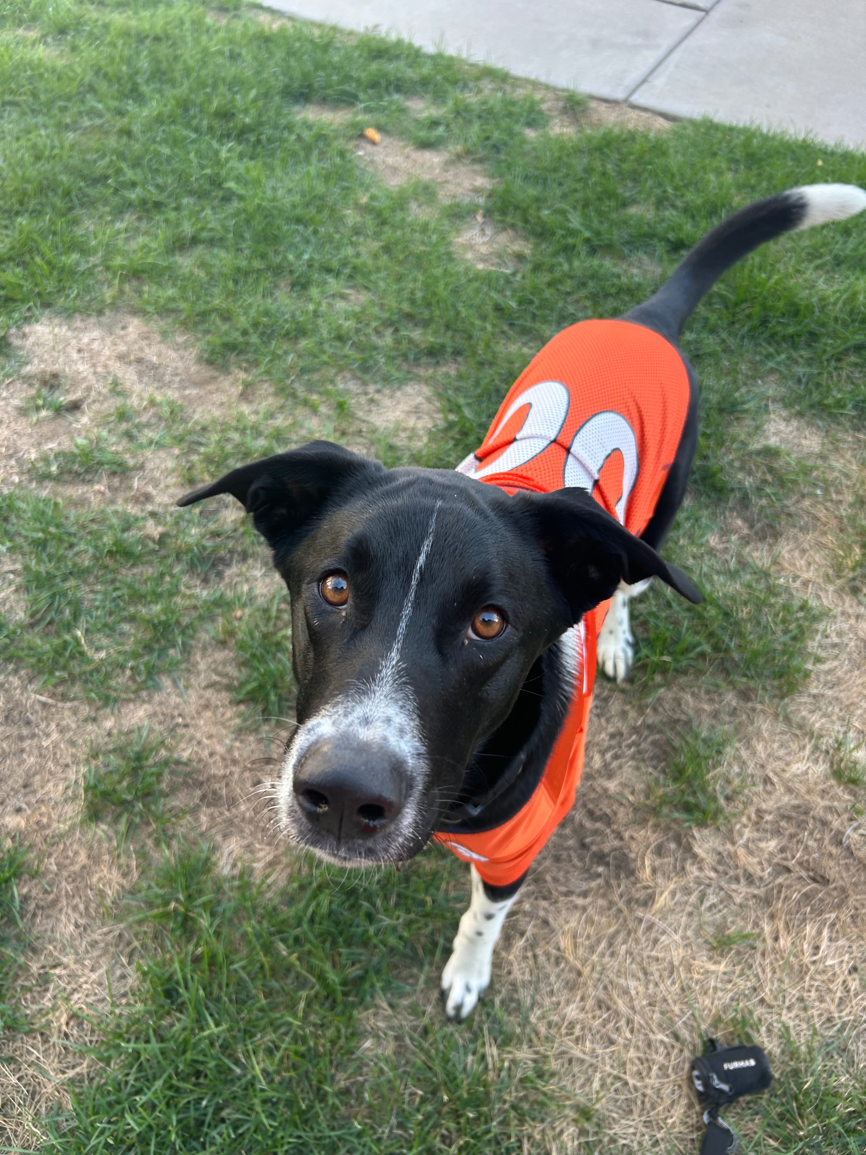 Surgery Medication Fundraiser by Madison Trinder : Helping Dax Get the Surgery He Needs