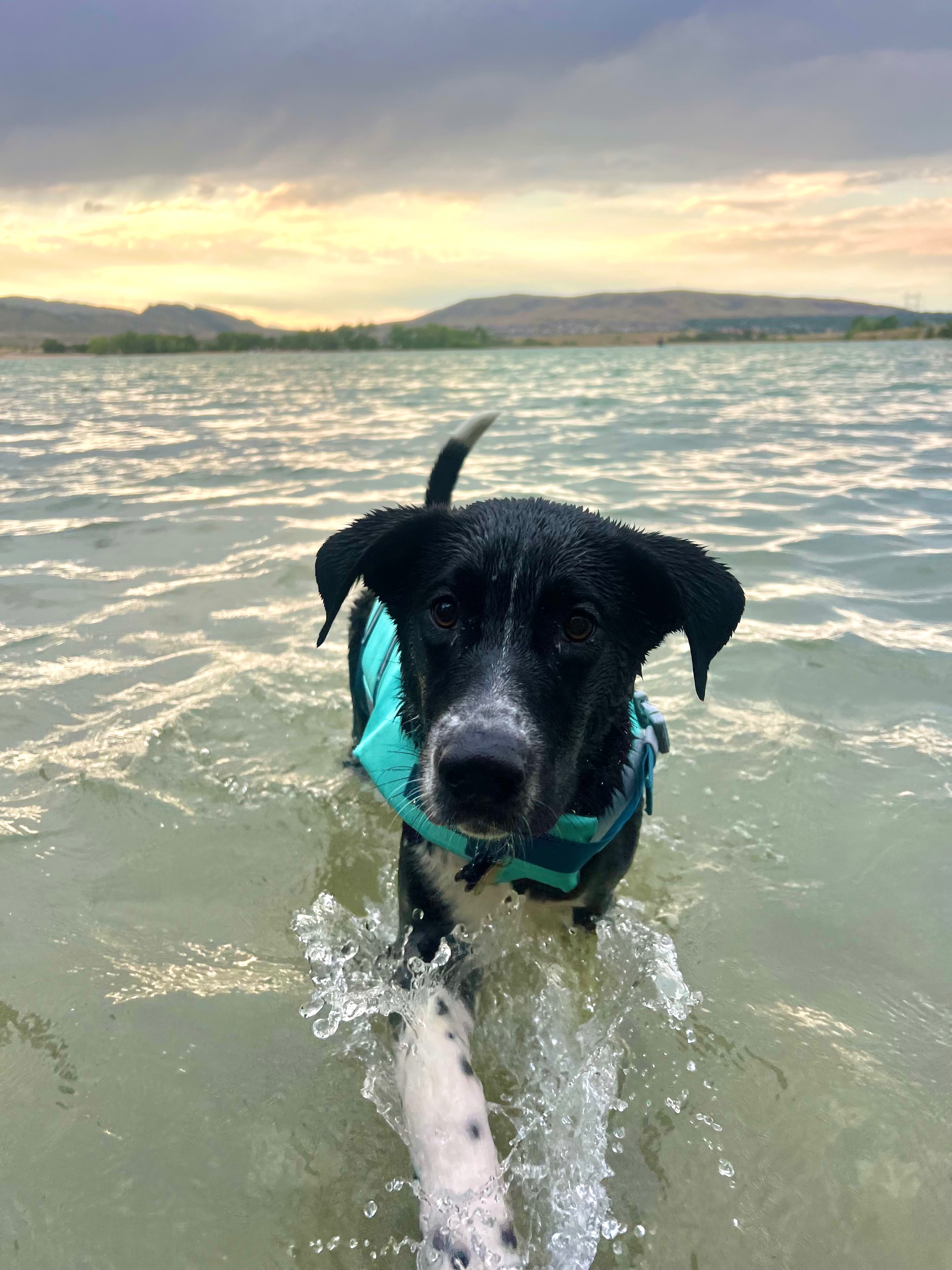 Surgery Medication Fundraiser by Madison Trinder : Helping Dax Get the Surgery He Needs