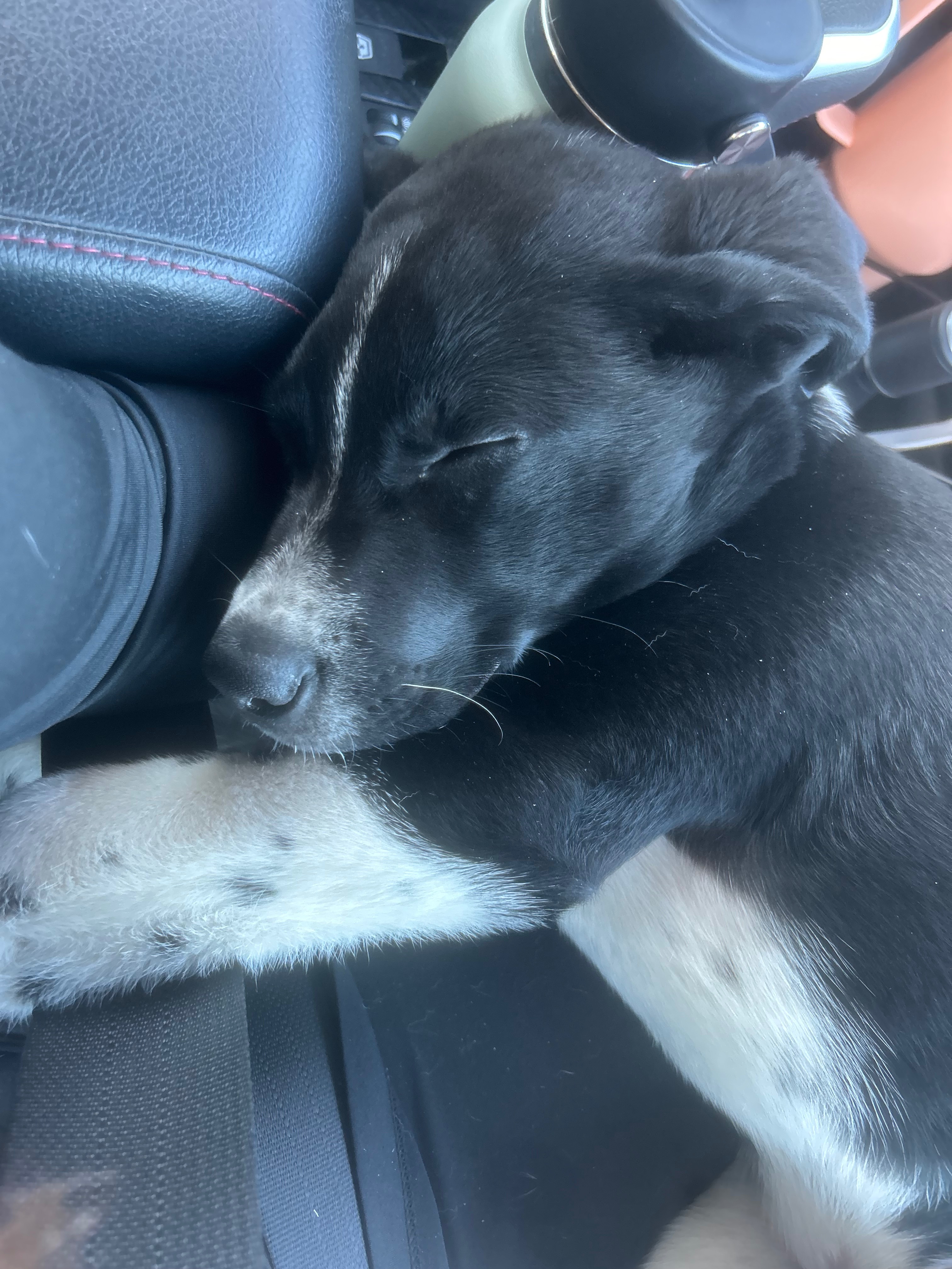 Surgery Medication Fundraiser by Madison Trinder : Helping Dax Get the Surgery He Needs