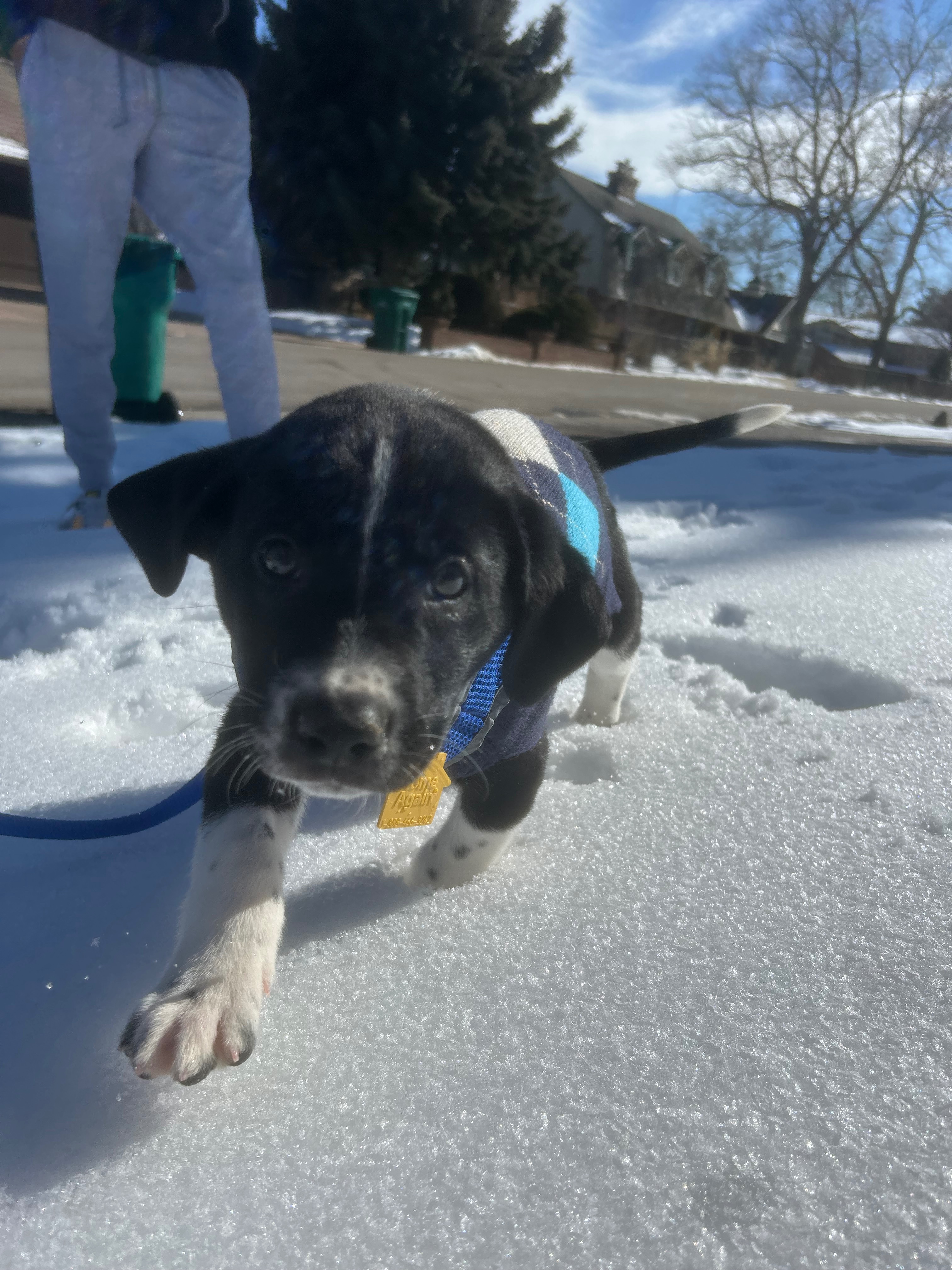 Surgery Medication Fundraiser by Madison Trinder : Helping Dax Get the Surgery He Needs