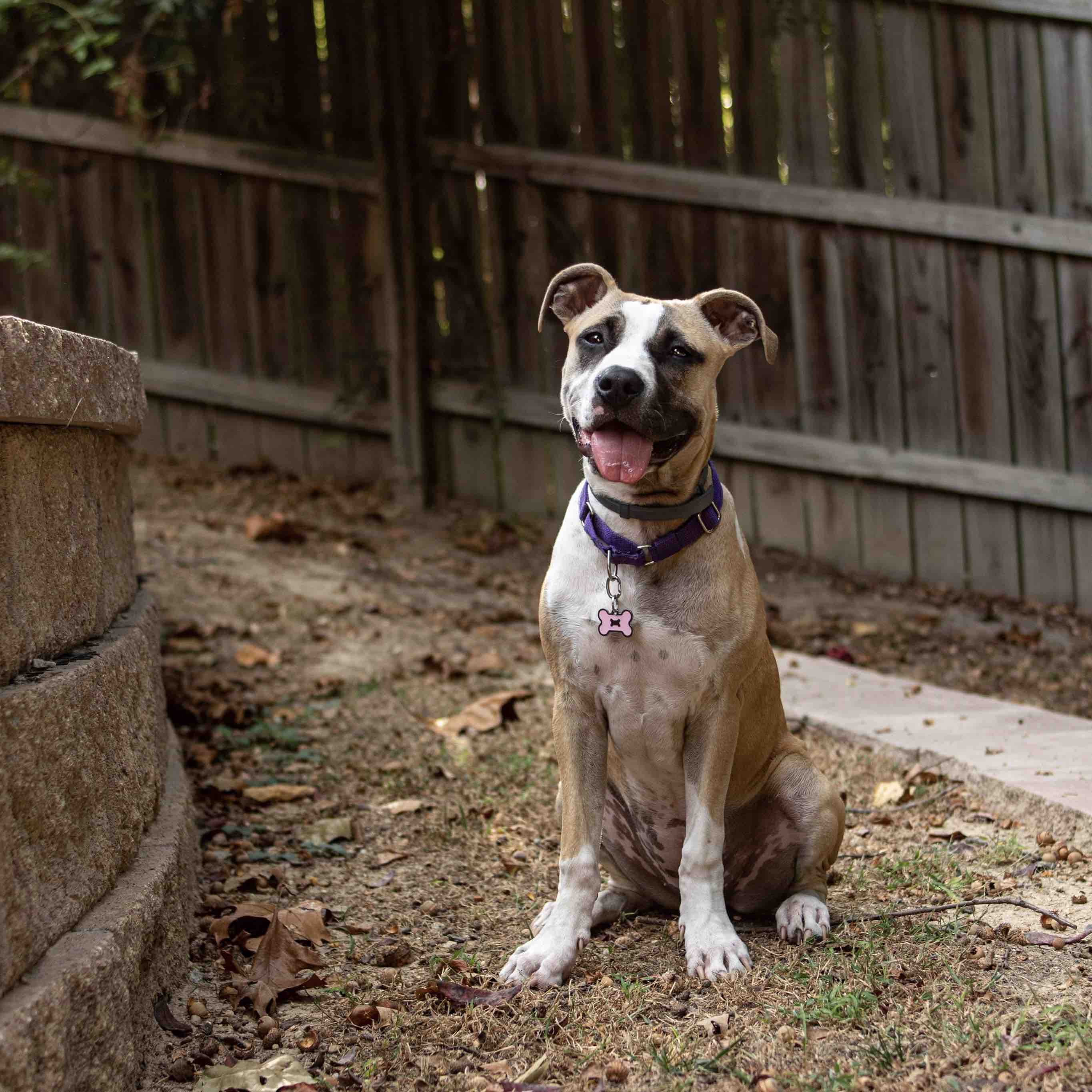 bobbies pit bull rescue sanctuary