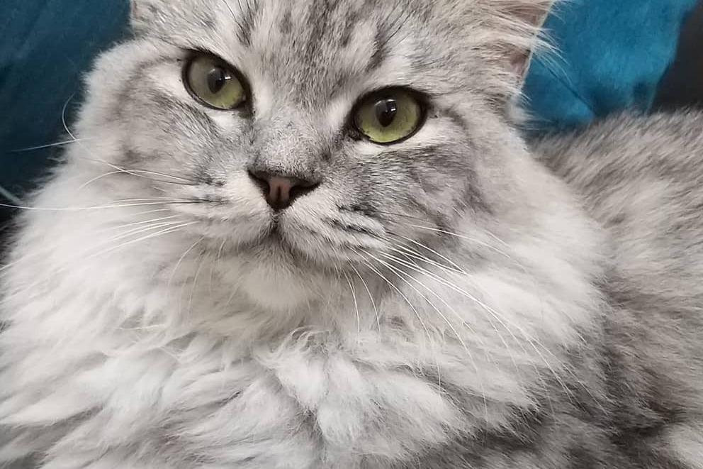 Fundraiser By Jasmine Hellmann Will You Help Me Adopt This Cat