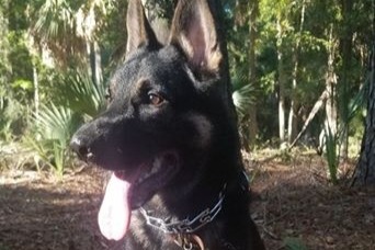 rugged k9 training