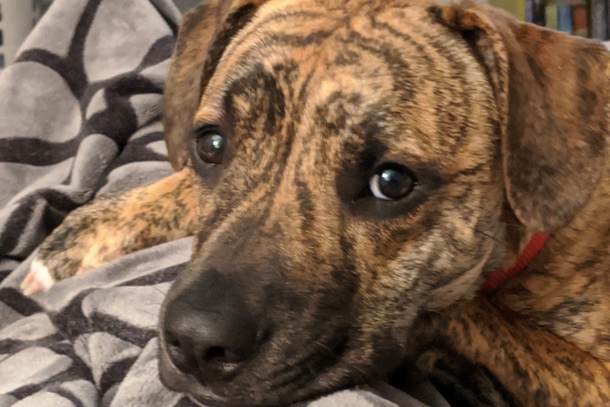 Max's Vet Bills photo