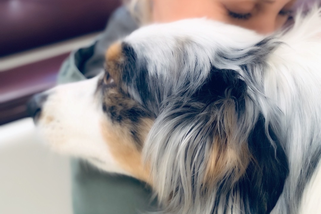 Help Save Tala photo