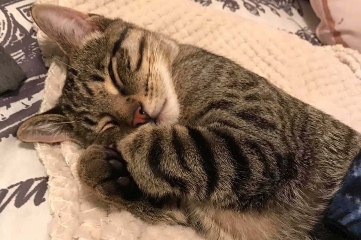 Fundraiser by Alex Crocker : Theo Needs Surgery