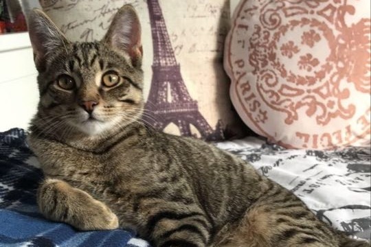 Fundraiser by Alex Crocker : Theo Needs Surgery