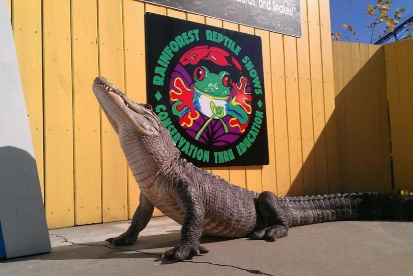 Fundraiser by Rainforest Reptile Shows Confiscated/Abused Animal