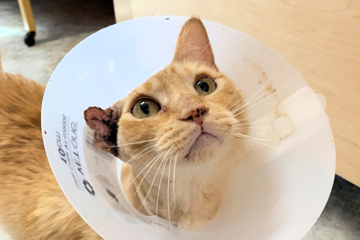 Fundraiser by Priscilla Deschamps Tony's Ear Surgery