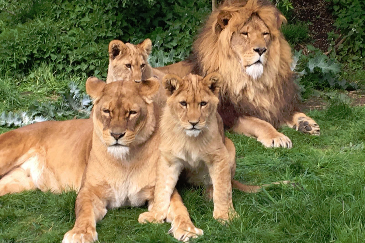Fundraiser By Mikey Peck Support Animals Recover Lost Income Due To COVID
