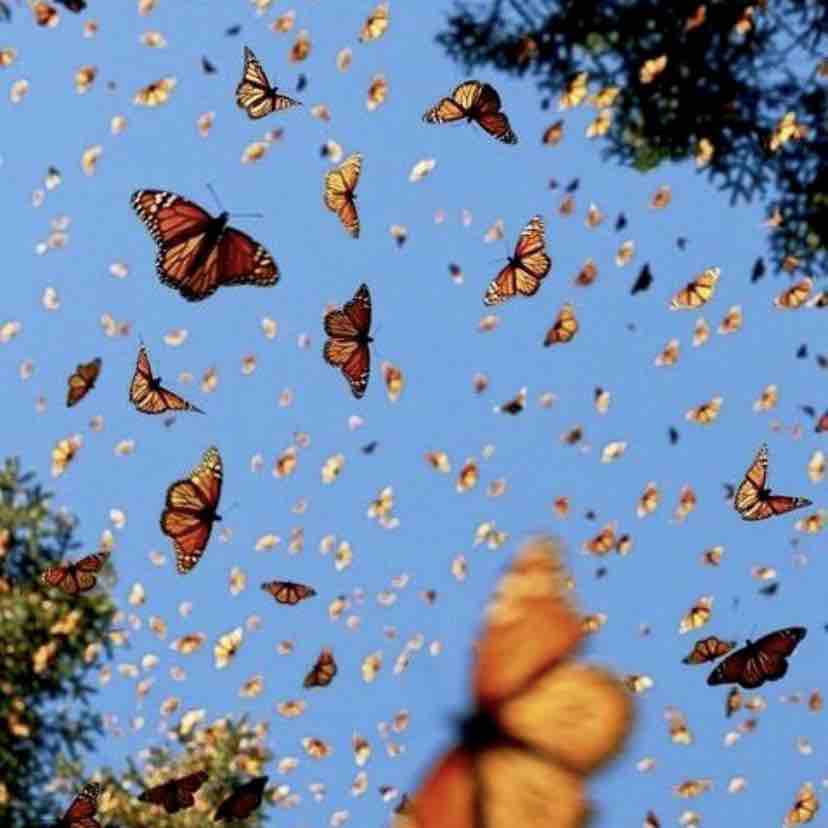 Families That Are In Need- Covid 19 photo