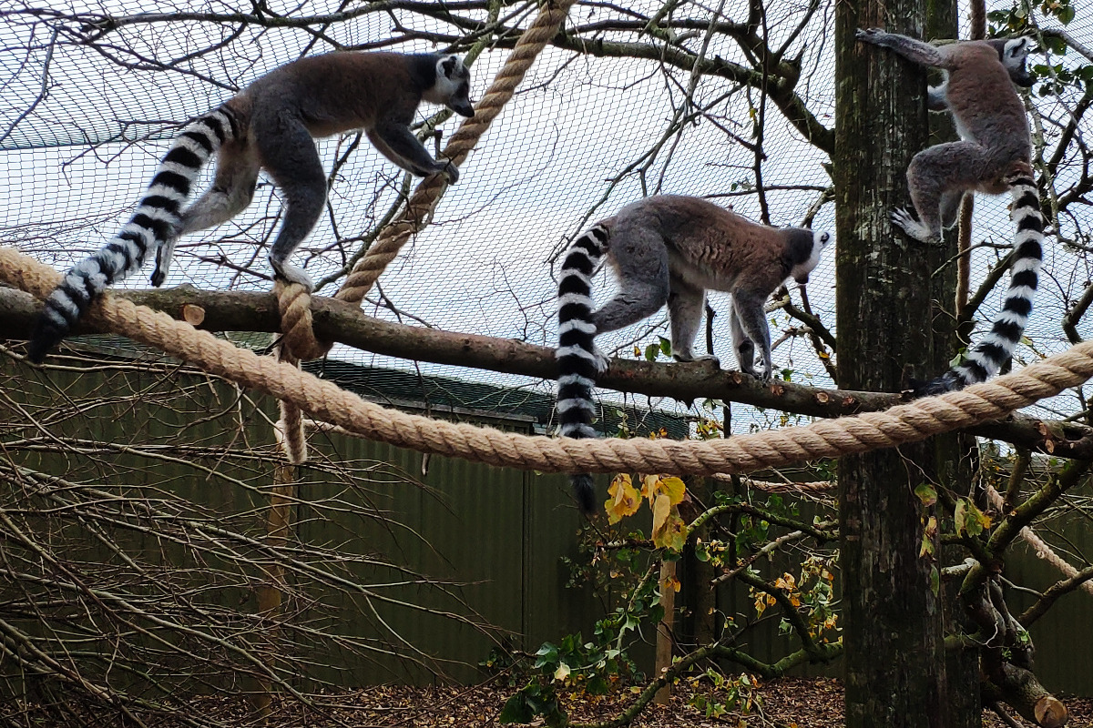 Fundraiser by Mark charles william Hammill Keep Chew