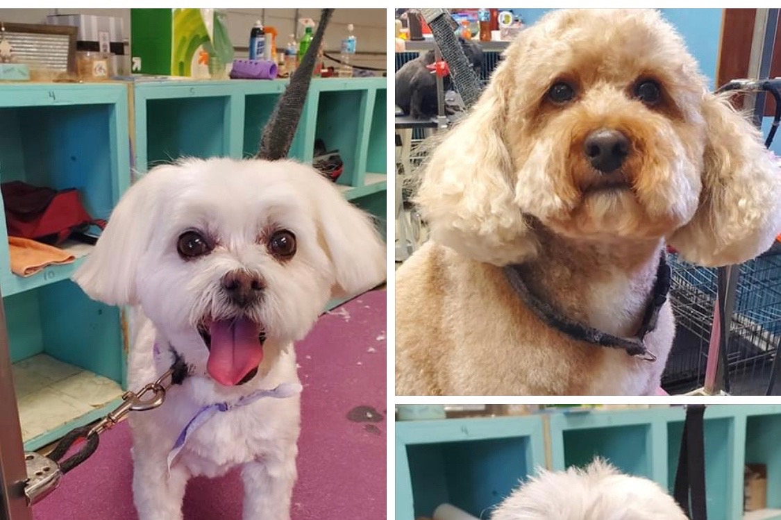 Fundraiser for Theresa Nelson by Angela OBrien Magic Scissors Dog
