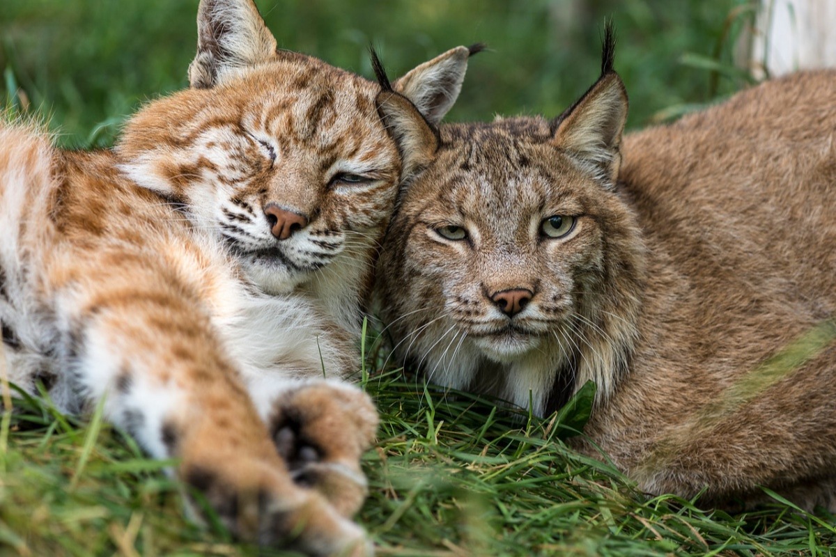 Fundraiser by Carla Saunders Saunders Country Critters Zoo/Sanctuary