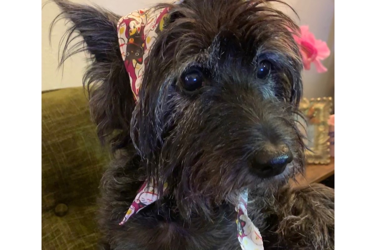 Clover the Lover  surgery fund photo