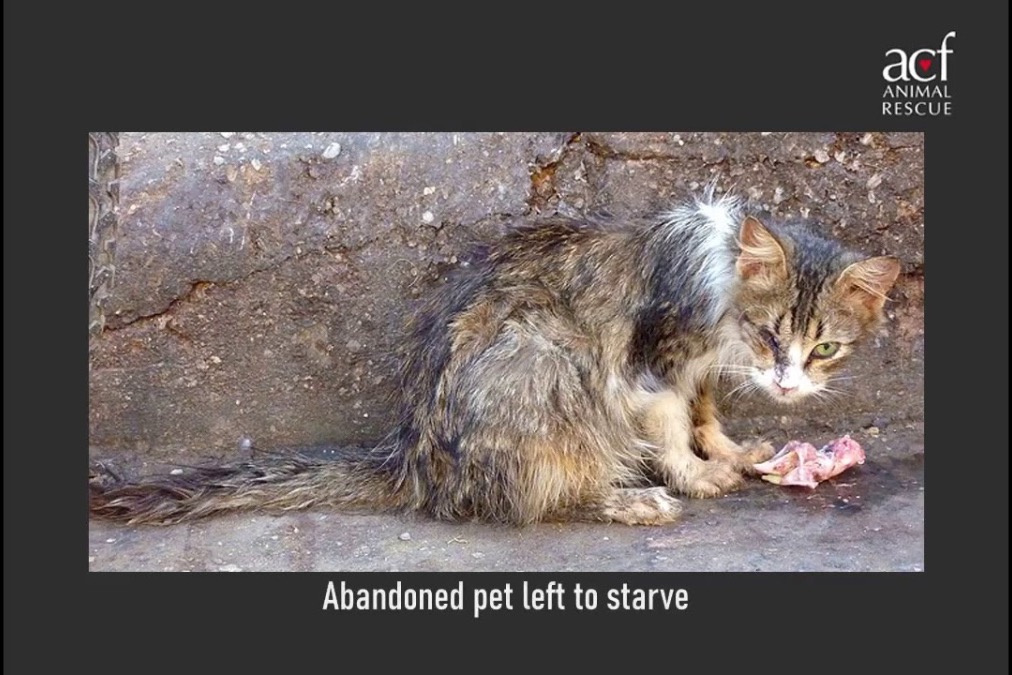 Help Pakistan’s forgotten animals during COVID 19 photo