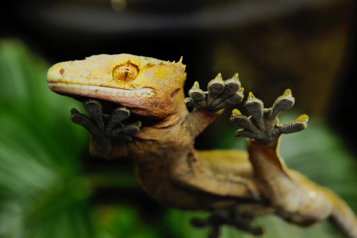 Fundraiser by James Hennessy : National Reptile Zoo Emergency Appeal