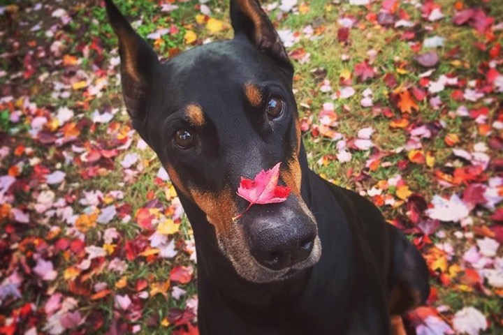 Klaus’ Cancer Treatment photo
