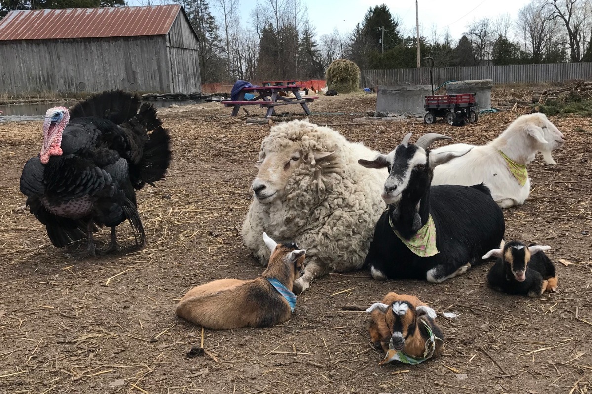 Fundraiser by Breanne Littley Help Feed the Animals at Wild Things Petting Farm