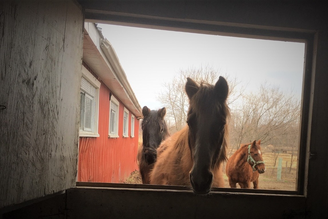Fundraiser for Shirley Guertin by Angele Alain Help Centaur Riding