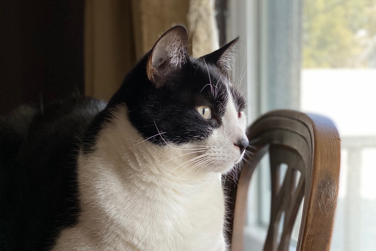 Fundraiser By Cassandra Barbuti Help Freddie Mercury