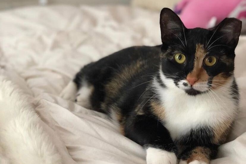 Help a little Bug with a big surgery photo