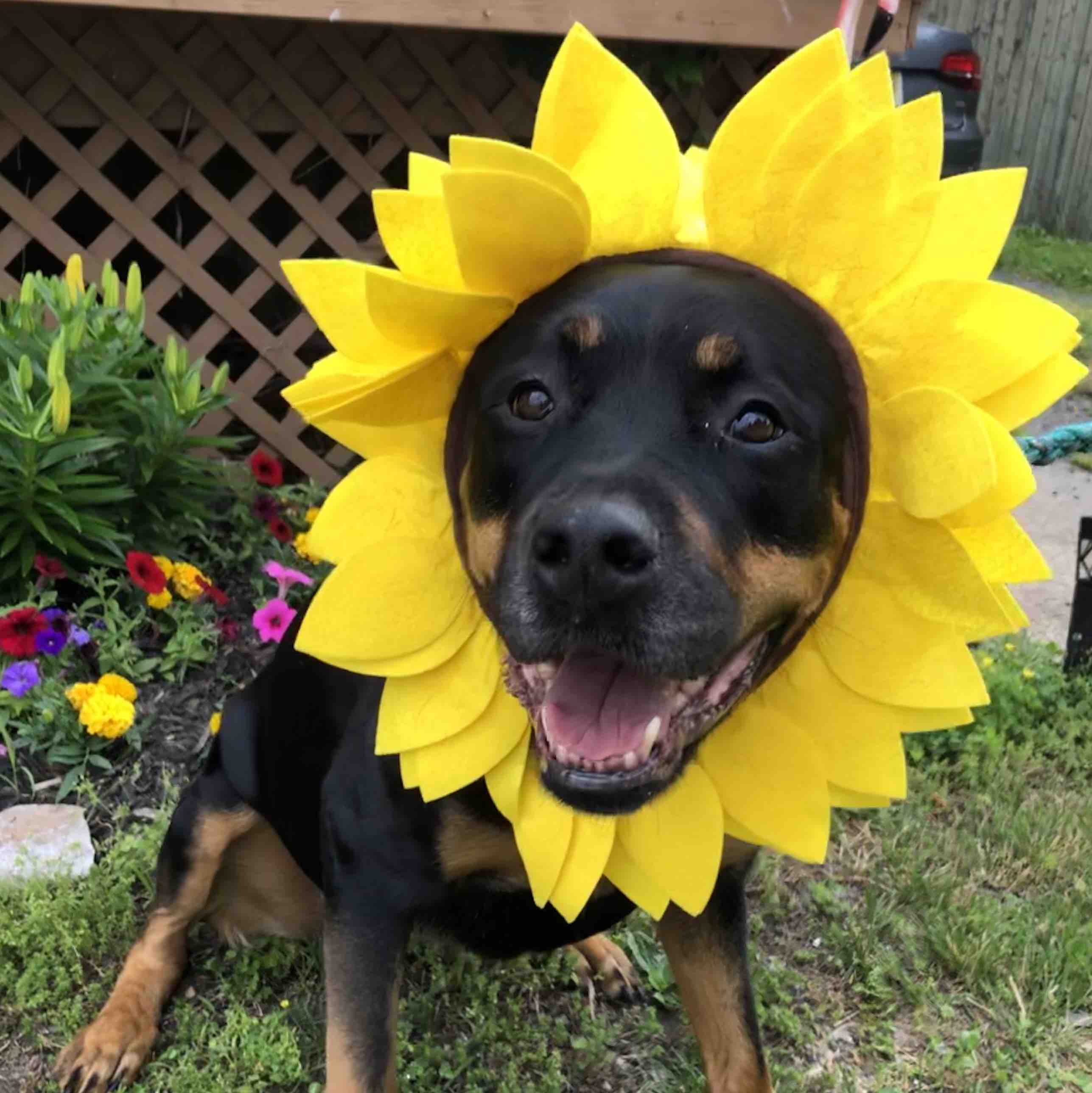 Luna’s Warrior Fund photo