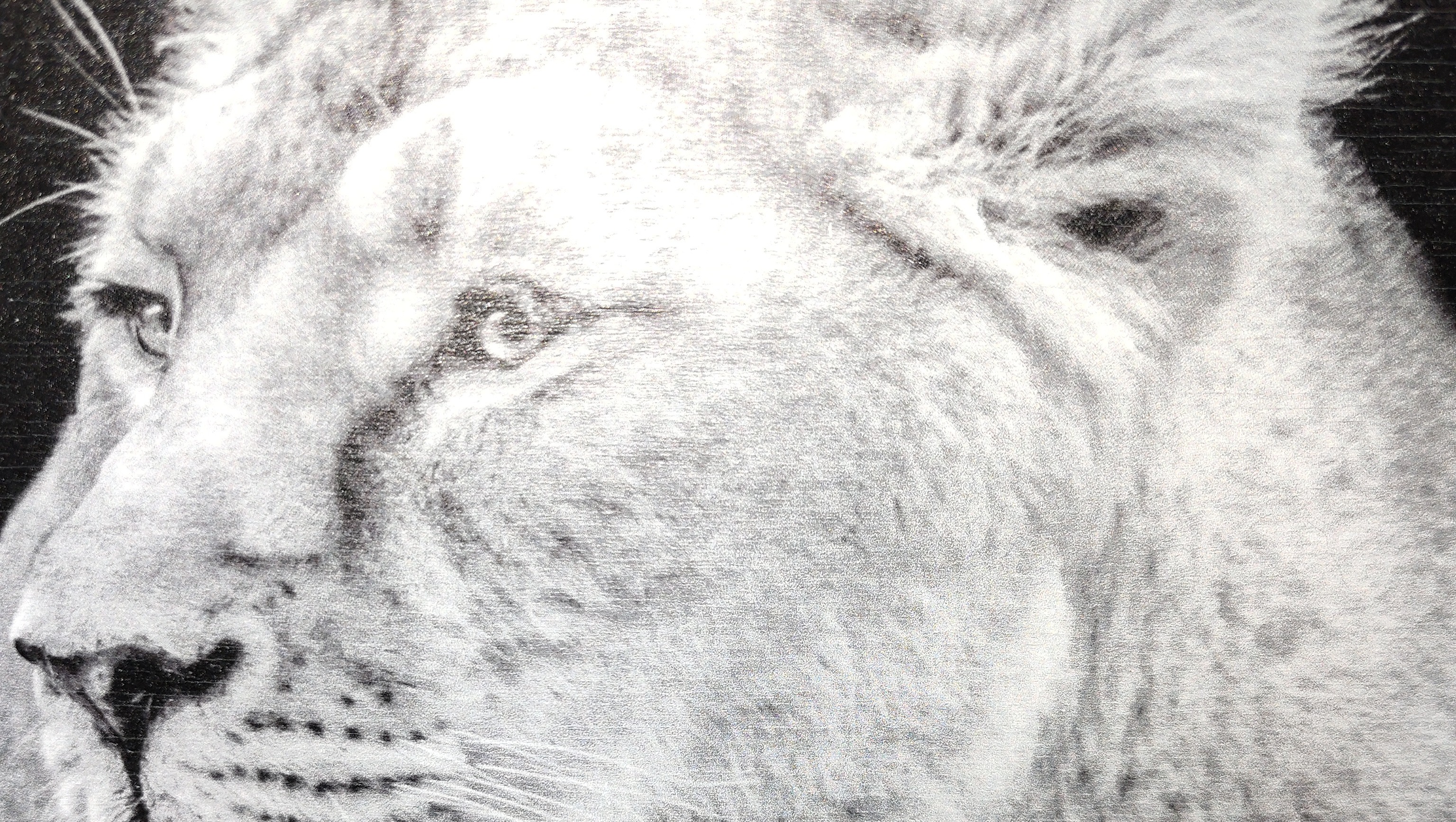 The lions den photo