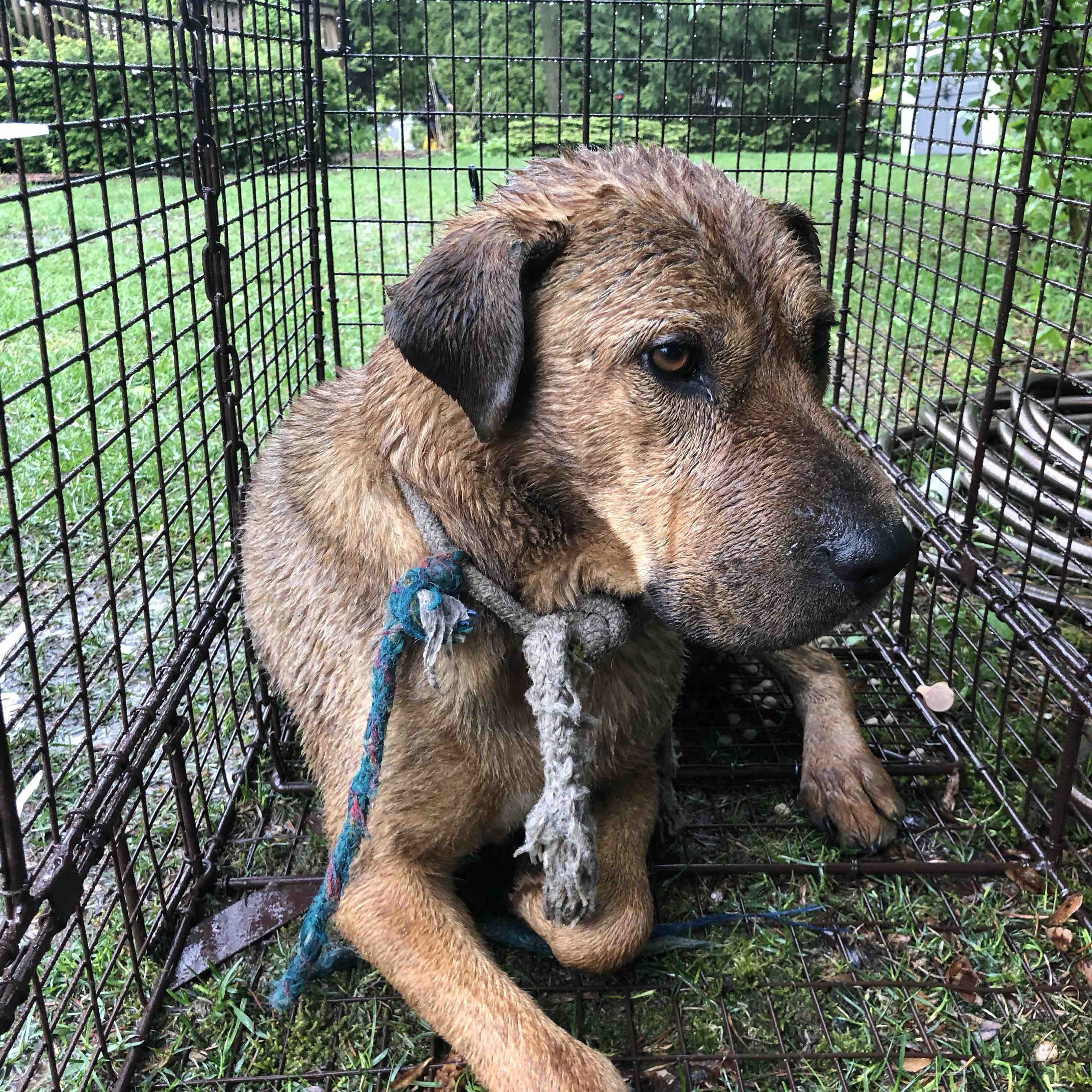 Beau’s Heartworm Treatment And Vetting photo