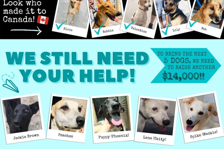 Fundraiser by Laura Milne Help bring 15 rescue dogs to Canada!