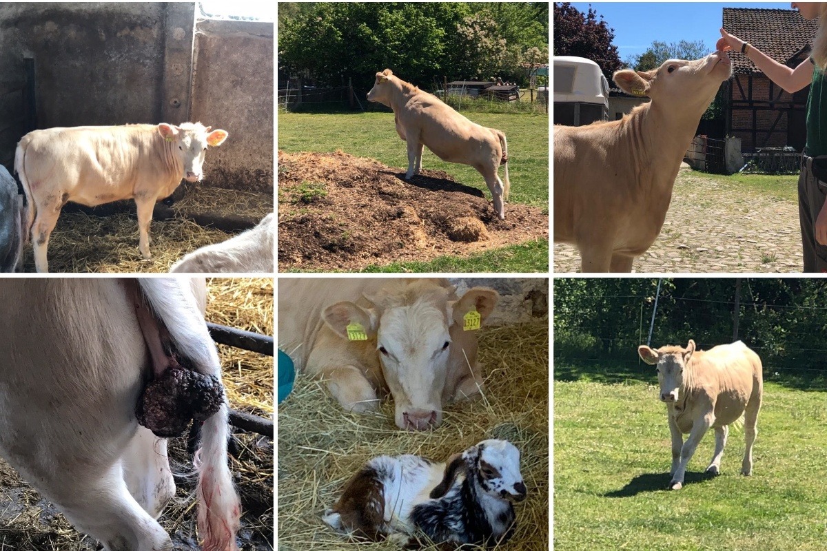 Die kleine kranke Emma braucht Hilfe photo