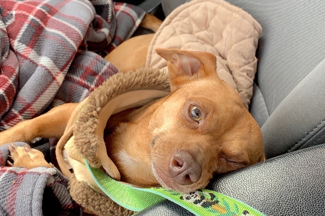 Fundraiser by Ally N. Copper’s Kidney Stones