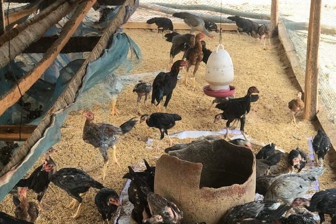 Fundraiser by Dave Phelan : Cambodian Chicken Raising Project