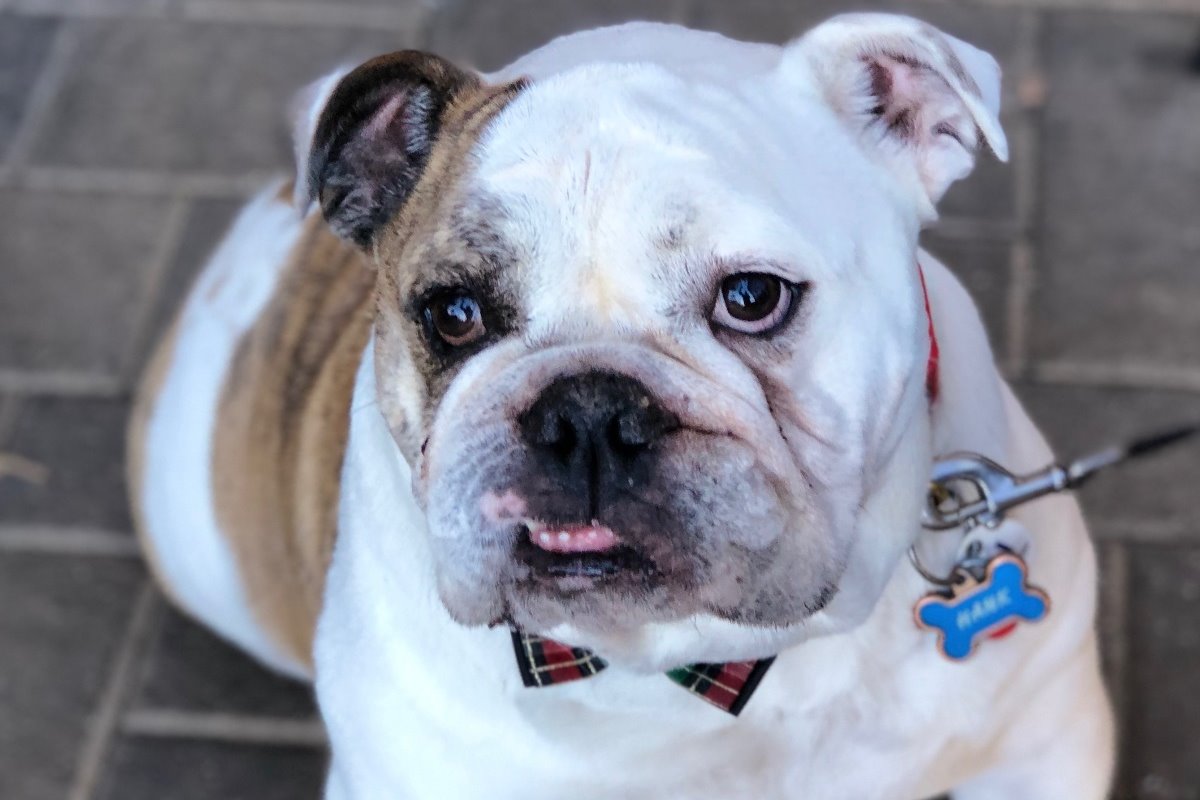 Fundraiser by Mallory Watson Keep Hank the Tank with us
