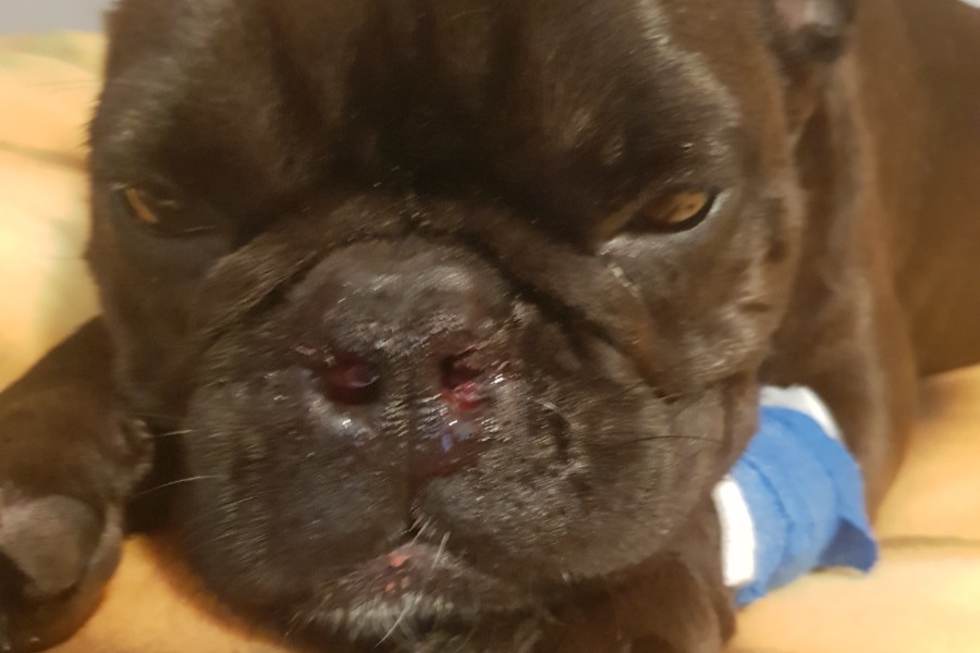 Help my girl to recover photo