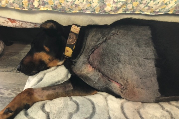 Help Boss on the Road to Recovery photo