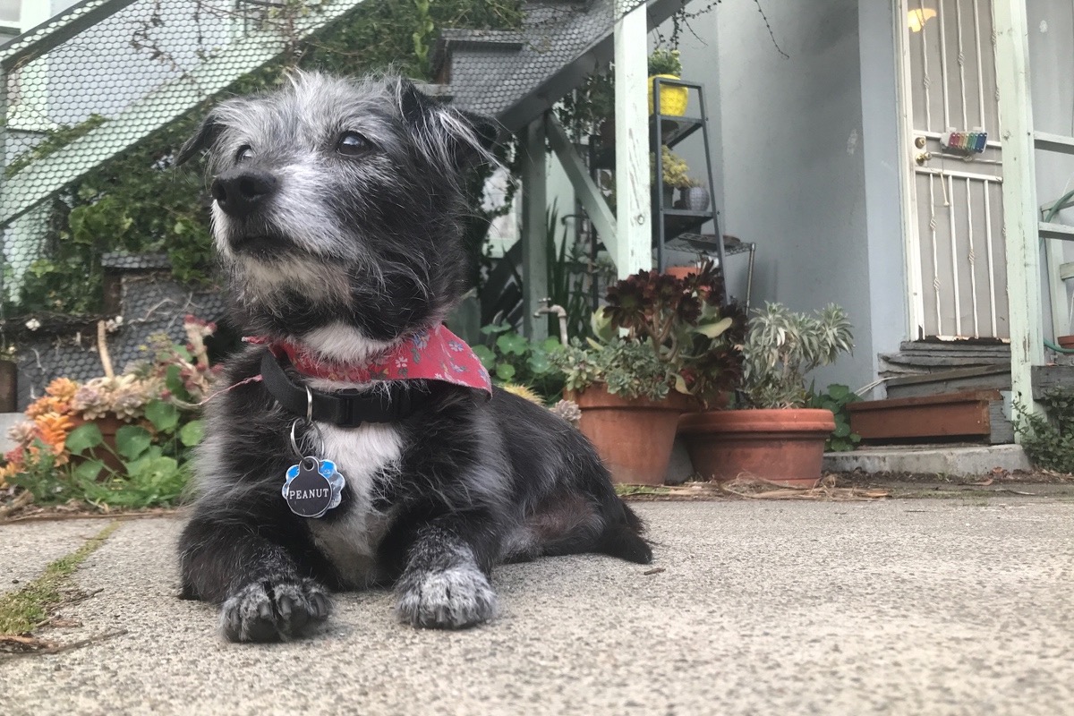 Goodbye Dreamboy photo