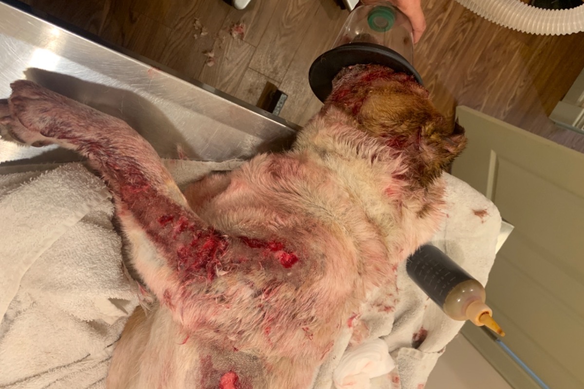 Roxy’s Road to Recovery: Therapy Dog Mauled photo