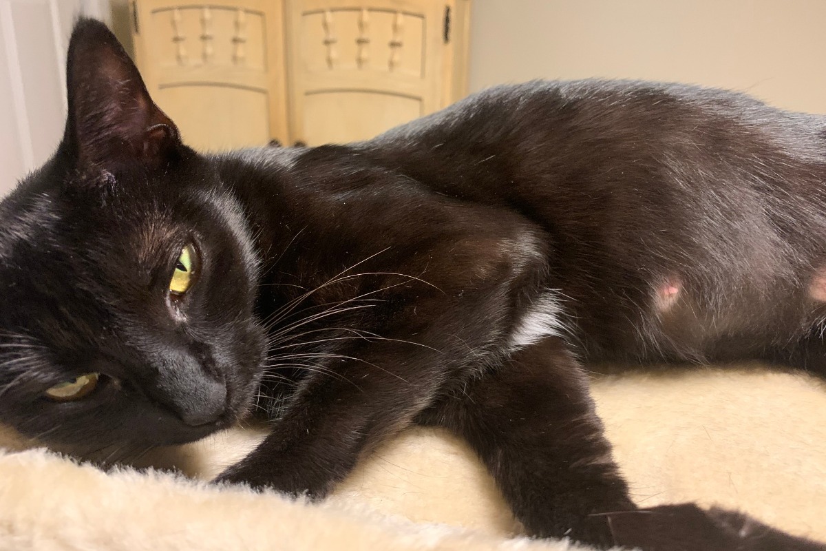 Fundraiser By Peter Marchi Fortin Help My Pregnant Cat With A Skin Disease
