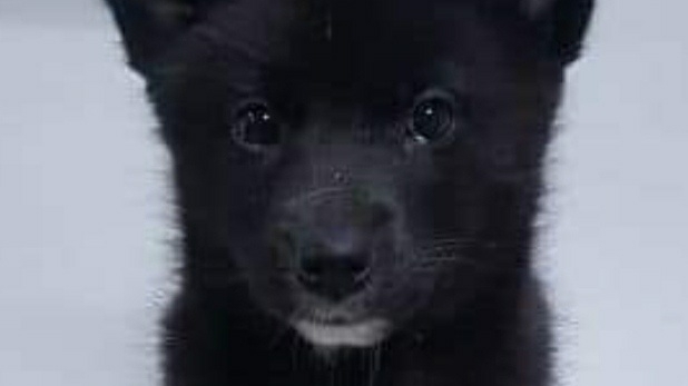 Opal's Vet so they can save her photo