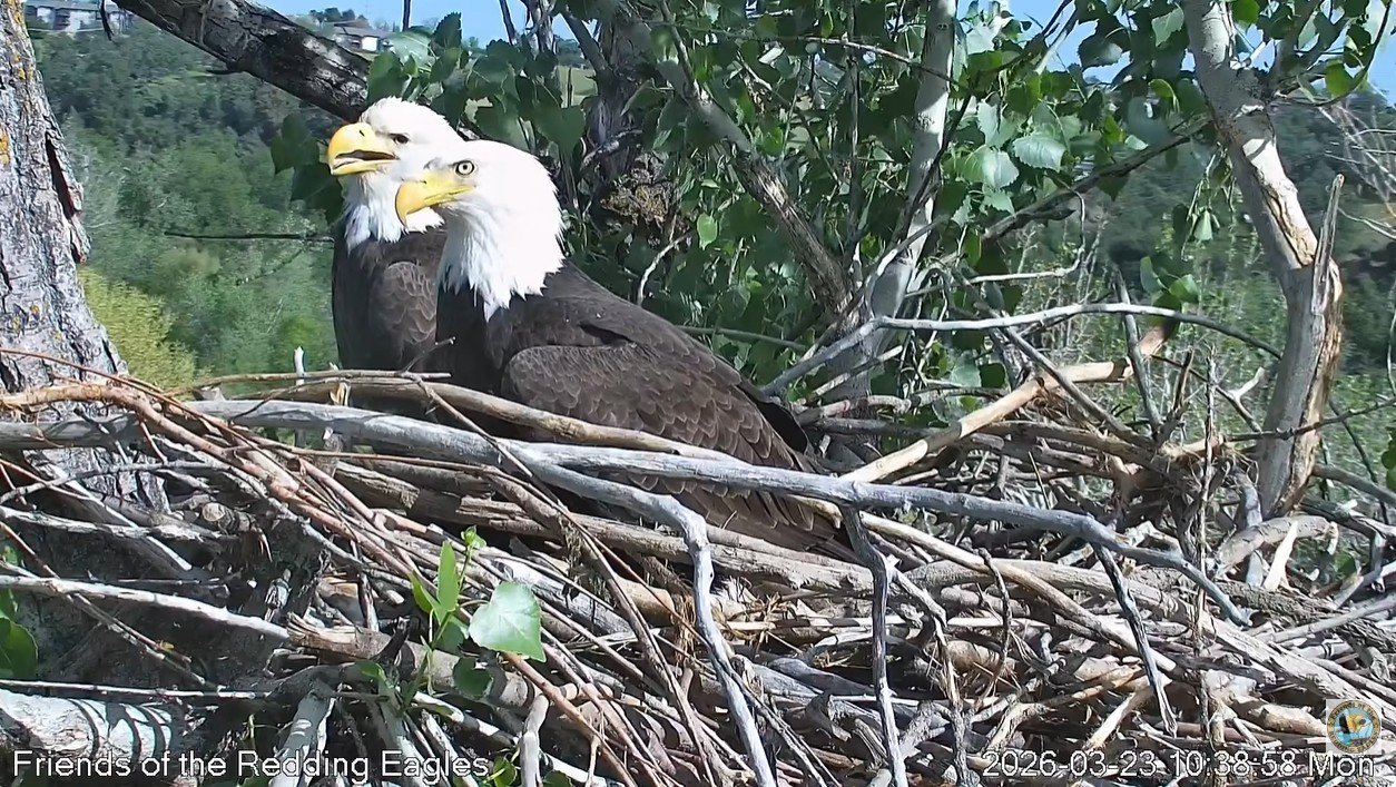 Support Our Redding Eaglecam Fund campaign photo, 5 of 6
