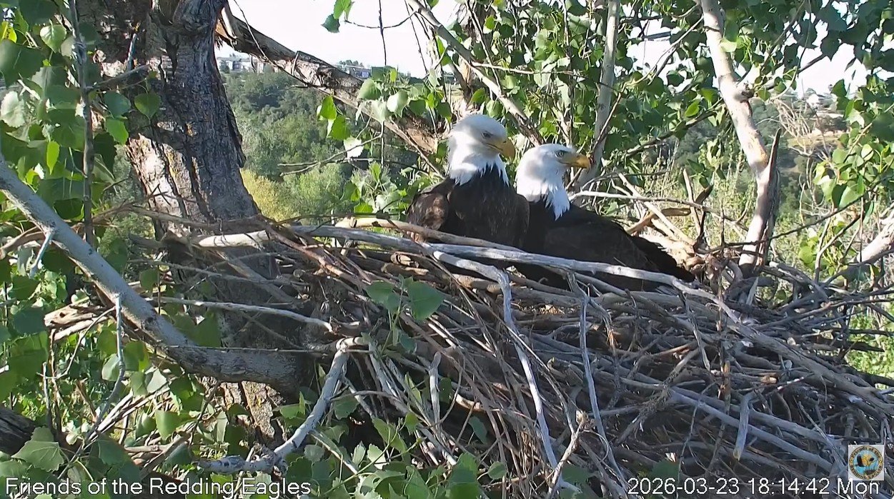 Support Our Redding Eaglecam Fund campaign photo, 2 of 6