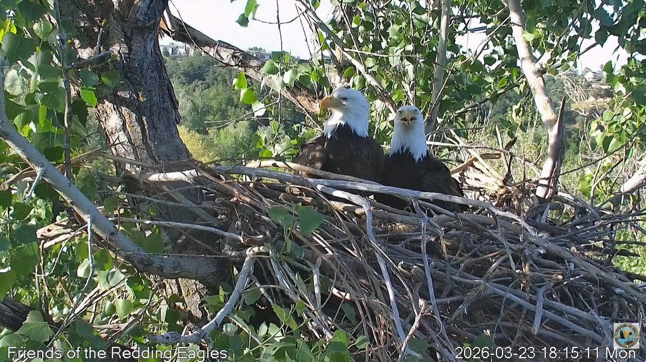 Support Our Redding Eaglecam Fund campaign photo, 4 of 6