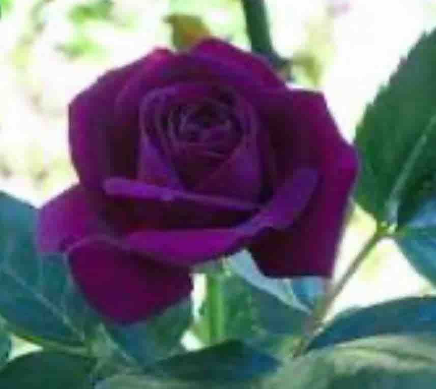 The purple rose that grew from concrete photo