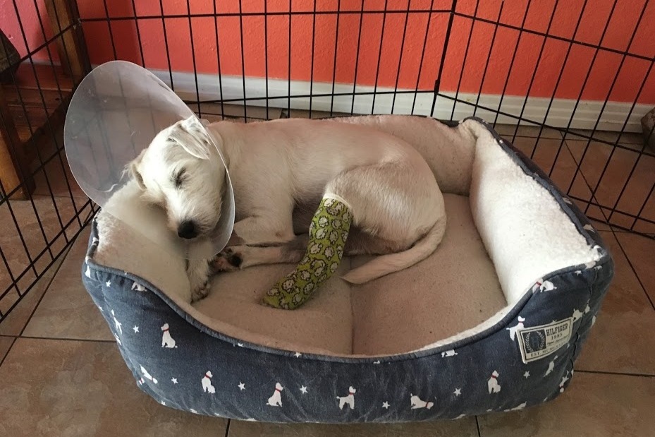 Bella's Surgery and Recovery photo