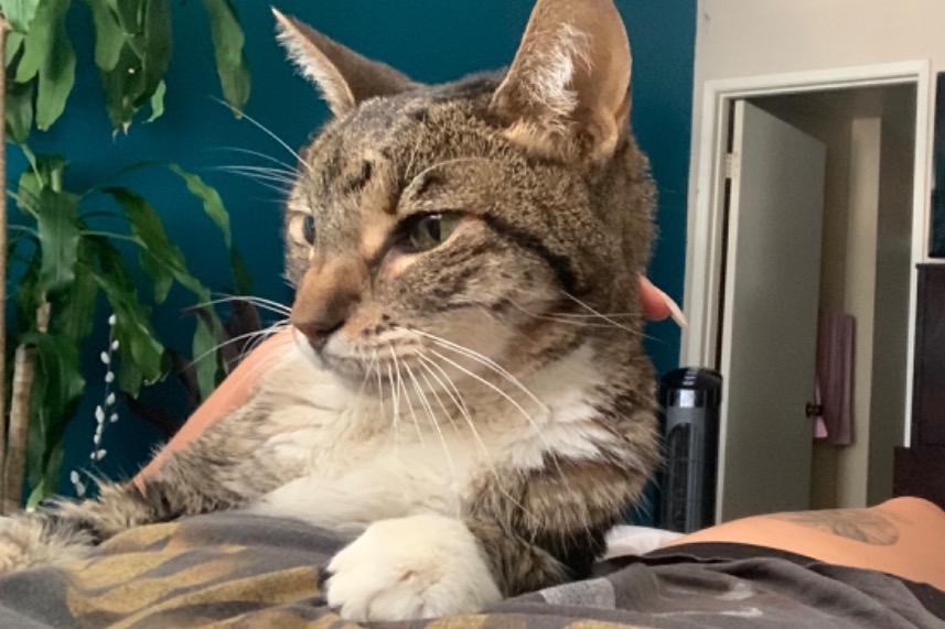 Help my moms kitty photo