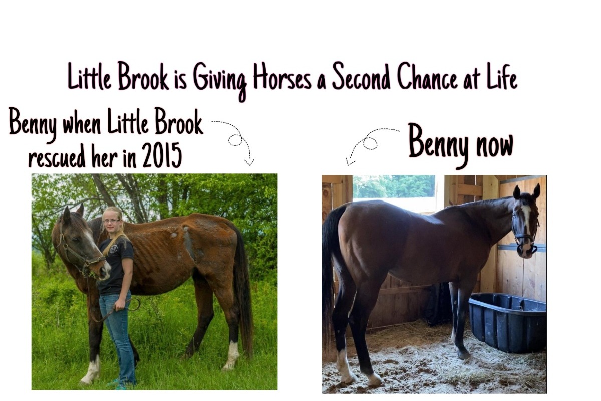 Fundraiser by Clementine Kline Help Little Brook Farm and Its Horses!