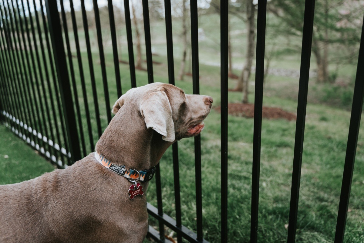 weimaraner crate training